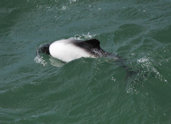 commersons dolphin_2_(c)simon pinder_1